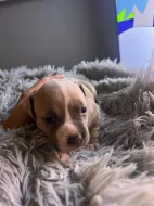 Prodej štěňat American bully standart s ABKC