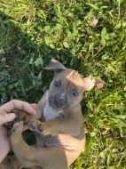 Prodej štěňat American bully standart s ABKC