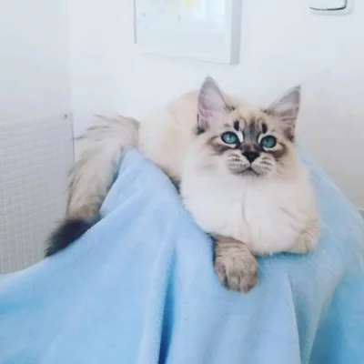 koťátka vzácné Neva Masquerade s PP