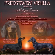 Jezevčík hladkosrstý standard