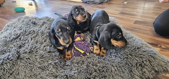 Jezevčík hladkosrstý standard