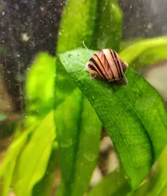 Mini Ampularia Asolene Spixi