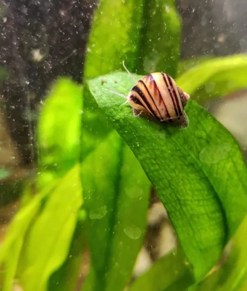 Mini Ampularia Asolene Spixi