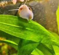 Mini Ampularia Asolene Spixi