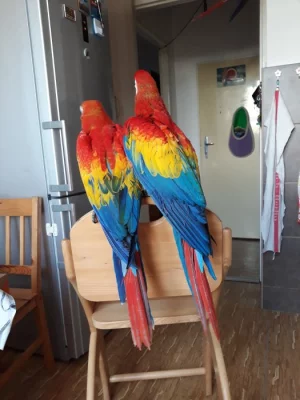 Ara Arakanka 0,2 mláďata 2023