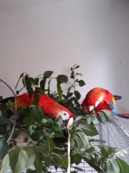 Ara Arakanka 0,2 mláďata 2023