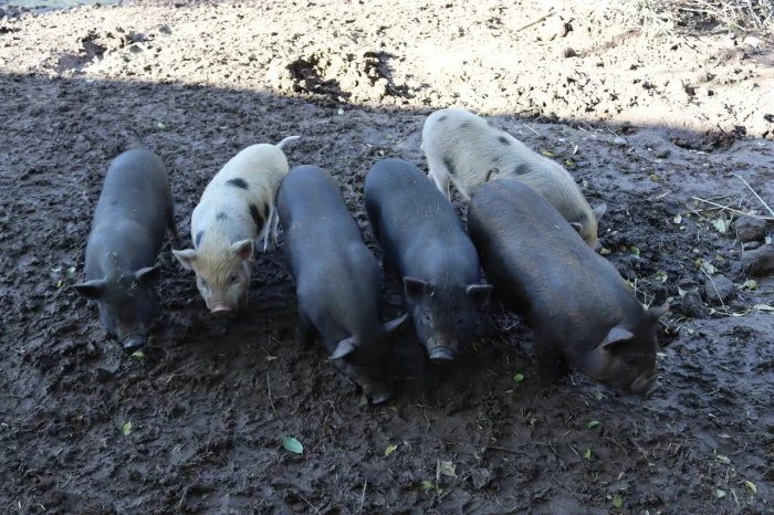 Göttingenská miniprasata (selata)