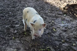 Göttingenská miniprasata (selata)