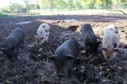 Göttingenská miniprasata (selata)