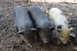 Göttingenská miniprasata (selata)