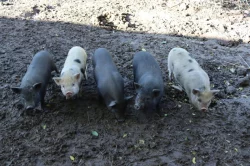 Göttingenská miniprasata (selata)