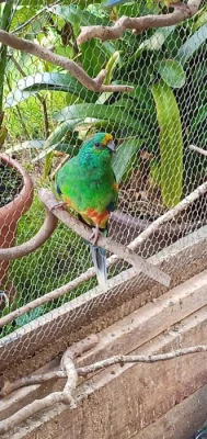 Papoušci mnohobarví 2.2.