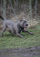 Americký bandog