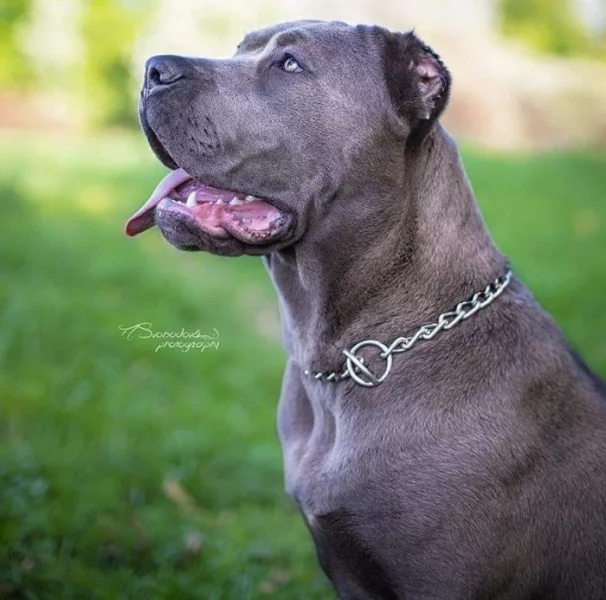 Americký bandog