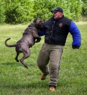 Americký bandog