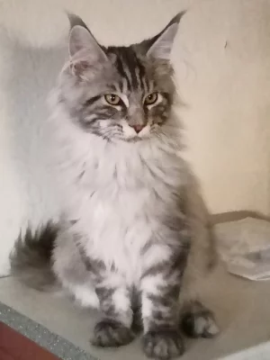 Mainská mývalí s pp