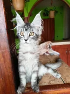 Mainská mývalí s pp