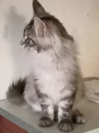 Mainská mývalí s pp