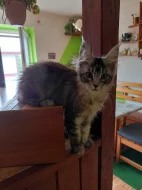 Mainská mývalí s pp