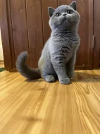 Britská modrá s pp