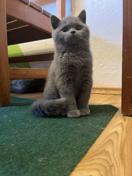 Britská modrá s pp