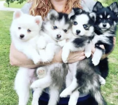 Štěňata Sibiřský Husky