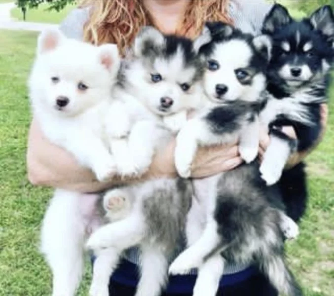 Štěňata Sibiřský Husky