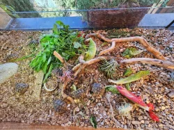 Prodám letošní mláďata želvy zelenavé