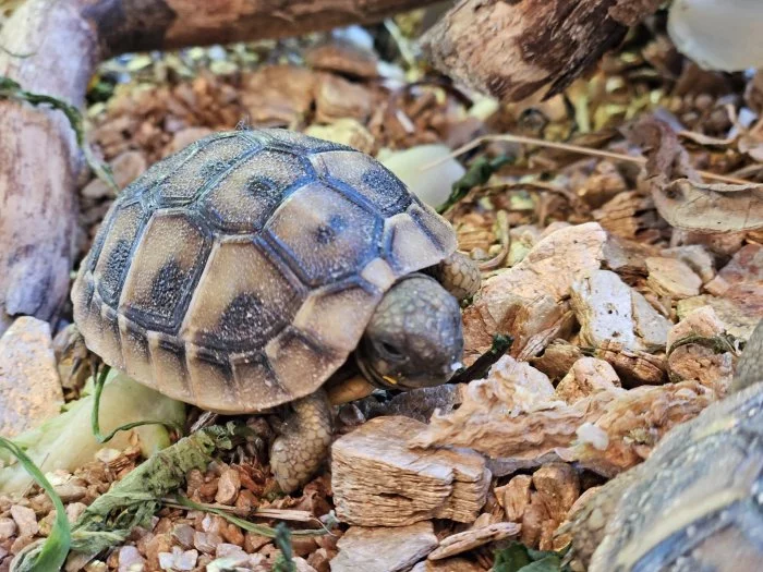 Prodám letošní mláďata želvy zelenavé