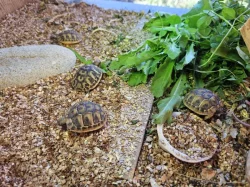 Prodám letošní mláďata želvy zelenavé
