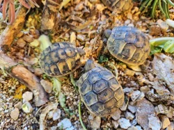 Prodám letošní mláďata želvy zelenavé