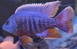 Odchovy tlamovci MALAWI