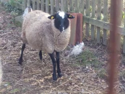 Jehnice 6 měsíců , 2 ks