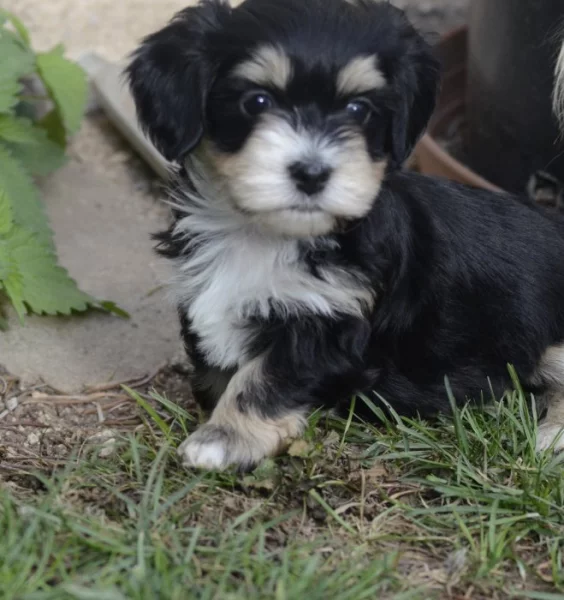 Havanský psík s PP