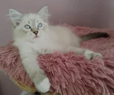 Krásná sibiřská koťátka