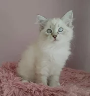 Krásná sibiřská koťátka