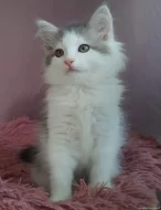 Krásná sibiřská koťátka