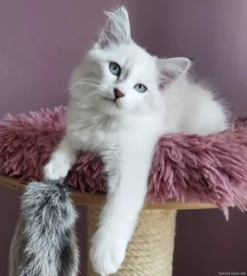 Krásná sibiřská koťátka