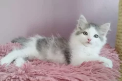 Krásná sibiřská koťátka