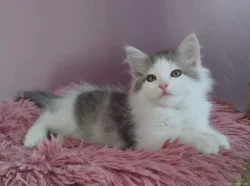 Krásná sibiřská koťátka