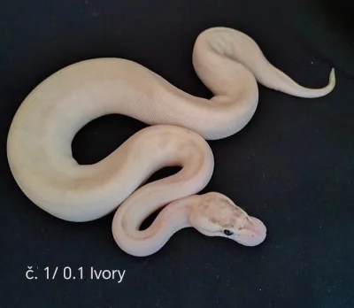 Krajta královská \u2640\ufe0f\u2642\ufe0f