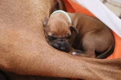 Rhodéský ridgeback - štěňátka