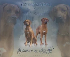 Rhodéský ridgeback - štěňátka