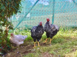 Krásní letošní kohouti od kvočny, různé druhy - prodám
