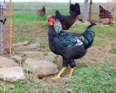 Krásní letošní kohouti od kvočny, různé druhy - prodám