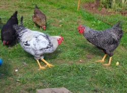 Krásní letošní kohouti od kvočny, různé druhy - prodám