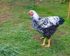 Krásní letošní kohouti od kvočny, různé druhy - prodám