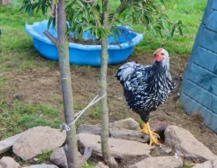 Krásní letošní kohouti od kvočny, různé druhy - prodám