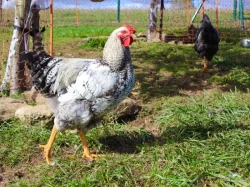 Krásní letošní kohouti od kvočny, různé druhy - prodám
