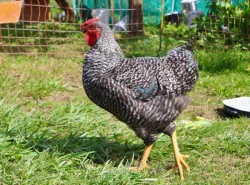 Krásní letošní kohouti od kvočny, různé druhy - prodám
